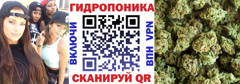 цены   Ачхой-Мартан  Конопля гибрид 